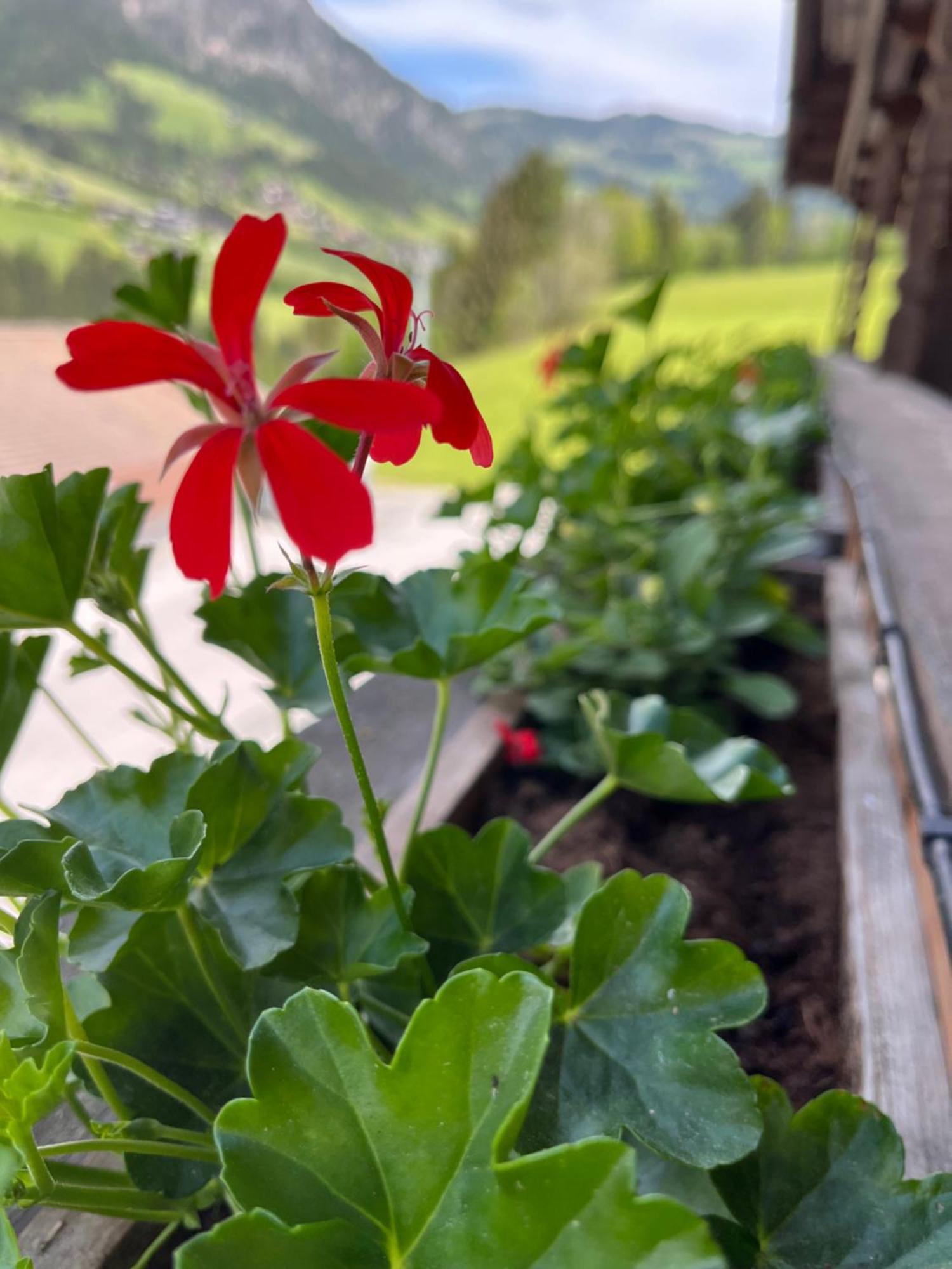 Appartements Kolberhof Alpbach Εξωτερικό φωτογραφία